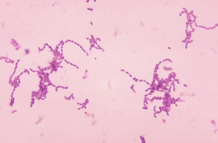 bacteria streptococcus